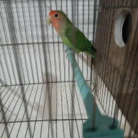 کوتوله نر اماده جفت