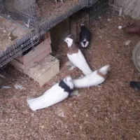 طوقی جفتی یک میلیون
