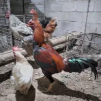 لاری اصل افغان