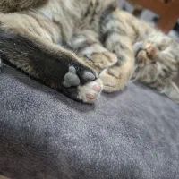 واگذاری گربه DSH