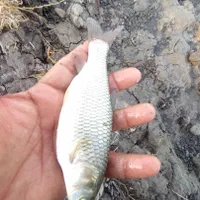 بچه ماهی بیگهدکپوروامور وفیتوفاک