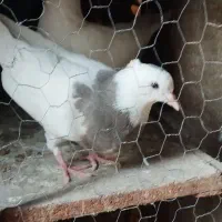 کبوتر|پرنده|مسجد سلیمان, |دیوار