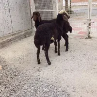 بره نره و ماده جنس افشاری