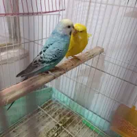 مرغ عشق