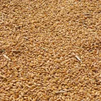 خریدار ی وفروش گندم درمحل نقدی