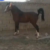 نریان کرد سواری دار