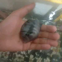 سیچلاید نر