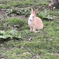 موش و خرگوش