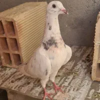 کفتر یا کبوتر گرفتنی