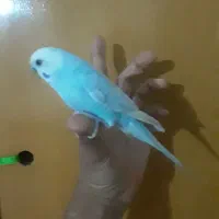 سلام مرغ عشق نر