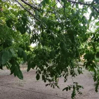 باغ دو نبش ۱۰۰۰ متری گلشهر پردیس ۱۰