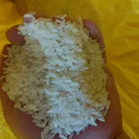 برنج طارم محلی شمال