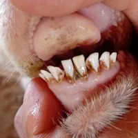 بز سانن|حیوانات مزرعه|مشهد, پورسینا|دیوار