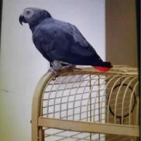گمشده