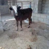 گاو