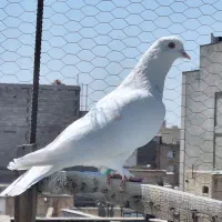 کبوتر