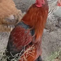خروس لاری