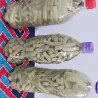 ترشی بیلهر