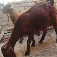 حمیدیه