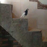 عروسک