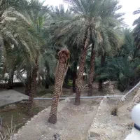 فروش-اسکلت-بتنی-گویم-شهرک-شورا