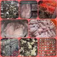 بلدرچین تخمگذار و گوشتی . تخم نطفه دار ودخوراکی