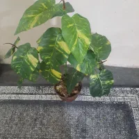 گل .گلدان مصنوعی