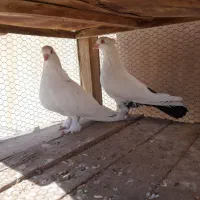 یه جفت دمسیاه