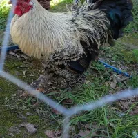 خروس برهما جوان