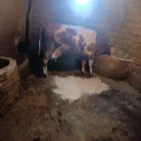 چند راس گاو مالچه