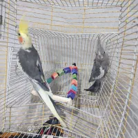 عروس هلندی نر وماده