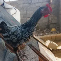 جوجه خروس|حیوانات مزرعه|لاهیجان, بازکیاگوراب|دیوار