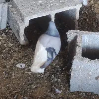 فروش کبوتر پلاکی و شهری