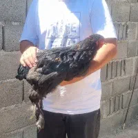مرغوخروس برهما و کوشین و جوجه گلین
