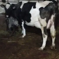 گاو هلشتاین شکم سوم با گوساله شاروله نر