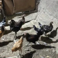 چوچه