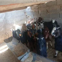 روستای شهنان