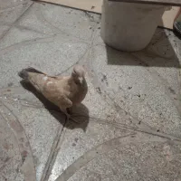 کبوتر طلایی ماده