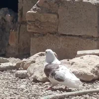 کبوتر|پرنده|کوهدشت, |دیوار