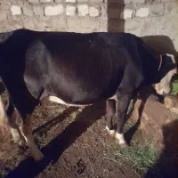 ۱ عدد گاو برای قربانی روستای سنجی