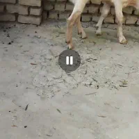 بز سانن  شیری جوان