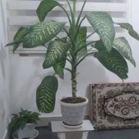 گل دیفن باخیا