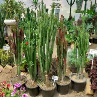 کاکتوس افوربیا تریگونا قرمز و سبز 350