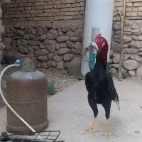 تخم مرغ و خروس لاری اوشامو قلم سیاه ۶دانگ