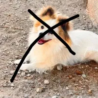 سگ پاکوتاه گمشده عکس برا سگ نیست