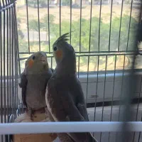 جوجه عروس فروشی
