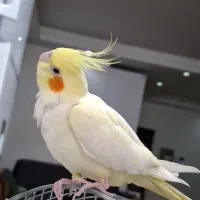 عروس هلندی جفت مولد