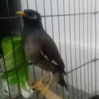 مرغ مینا