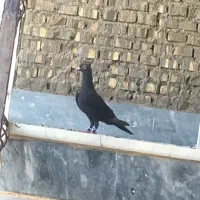 نر ذاغ