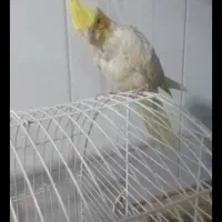 عروس هلندی بالق هستند وسلام